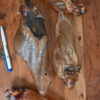 Runderoren Buffeloren met pit 10 stuks