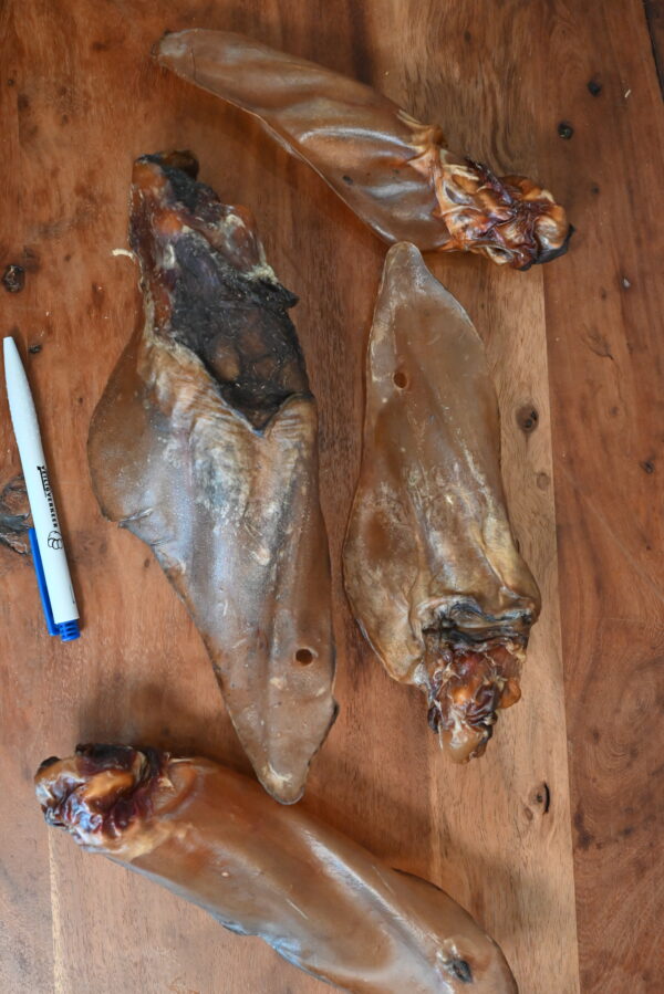 Runderoren Buffeloren met pit 10 stuks