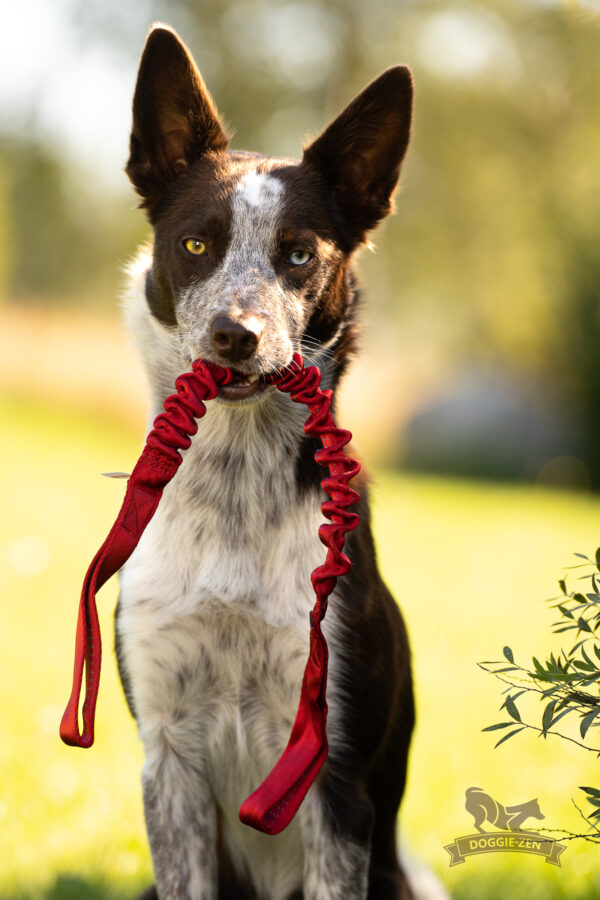 Bungee trekhandvat 60 cm