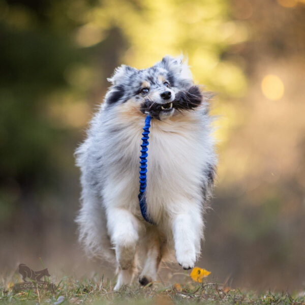 Bungee ­speeltje met beverbont 50 cm